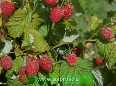 Hindbær bulgarsk rubin