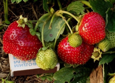 Strawberry Borovitskaya