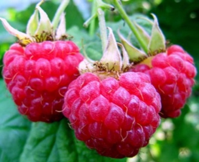 Raspberry Brigantine