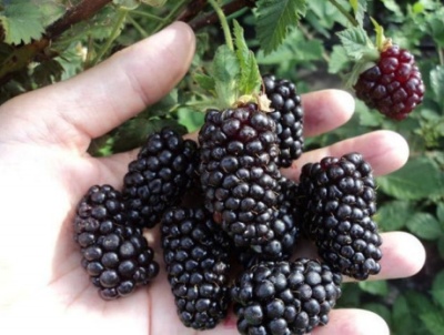 黑莓Brzezina
