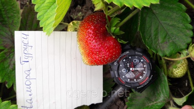 Erdbeer Chamora Turusi