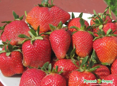 Les fraises d'Eliane