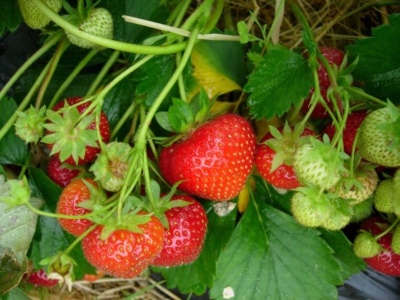 Strawberry Elvira