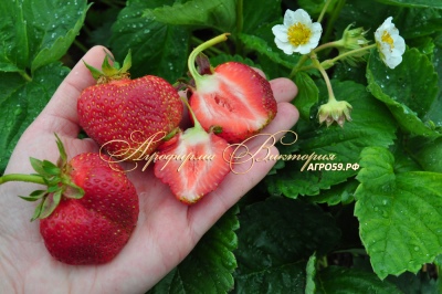 Erdbeere Evie 2