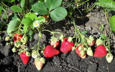 草莓伊维斯喜悦