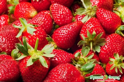 Erdbeer-Favorit