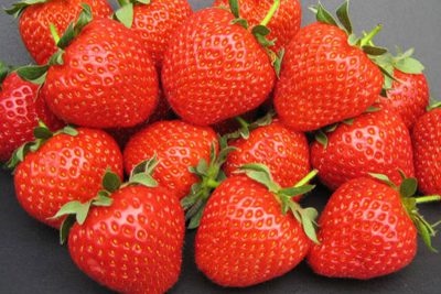 Fenella aux fraises