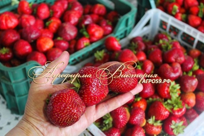 Florentina Erdbeere