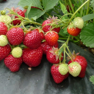 Florina strawberry
