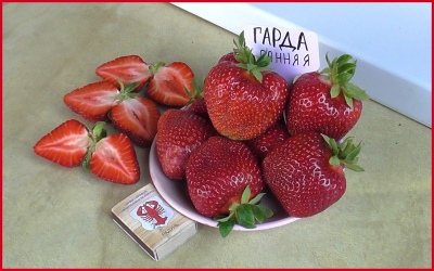 Strawberry Garda
