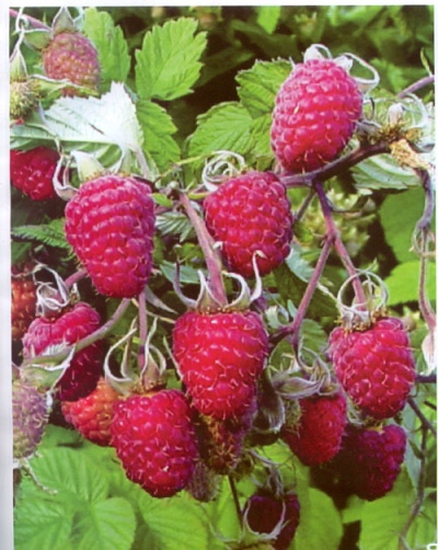 Raspberry Abundant