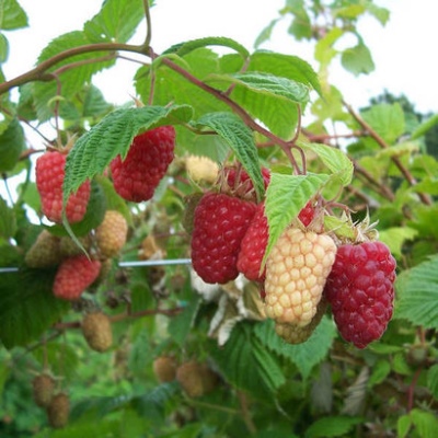 Raspberry Cascade Delight