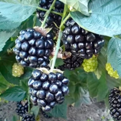 黑莓 Kiowa