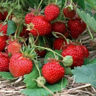 Kokinskaya tidlige jordbær