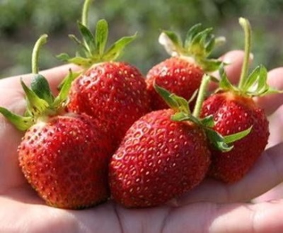 Strawberry Kokinskaya Zarya