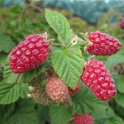 Raspberry Beauty of Russia