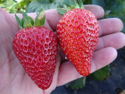 利诺斯草莓