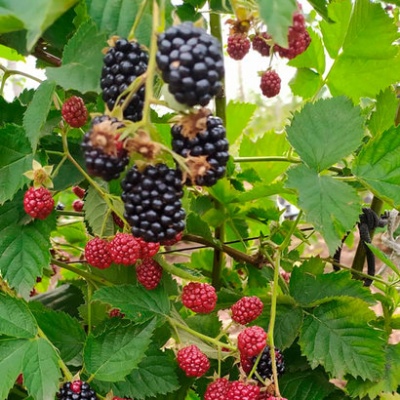 黑莓 Loch Tay