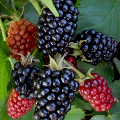 Blackberry Lochness
