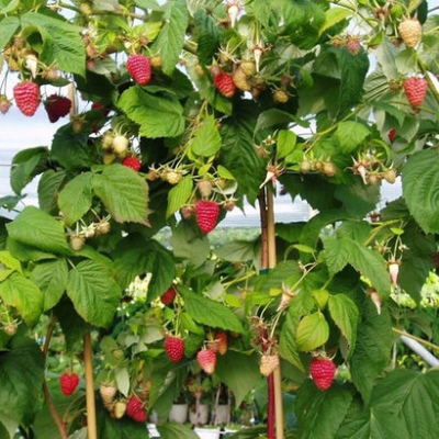Hindbær Maravilla