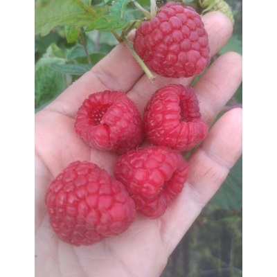 Ours Framboise