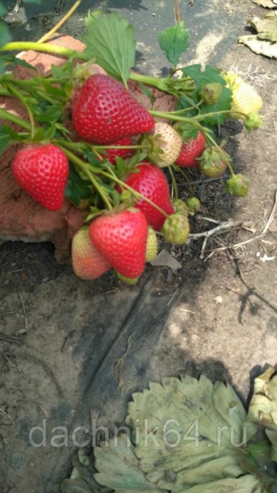 Strawberry Molling stoleté výročí