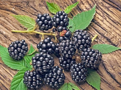 黑莓纳瓦霍