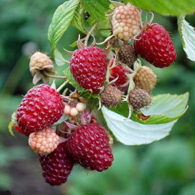 Raspberry Polana
