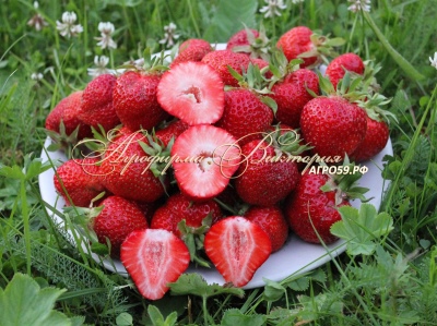 Étagère aux fraises