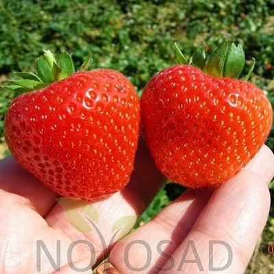 Strawberry Portola