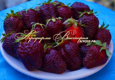 Strawberry Ruby Pendant