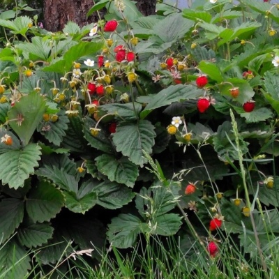 Ruyans Erdbeere