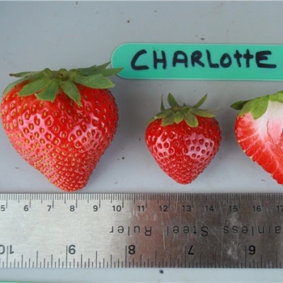 Strawberry Charlotte