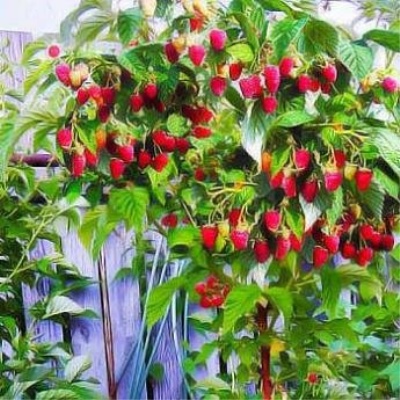 Hindbær Tarusa
