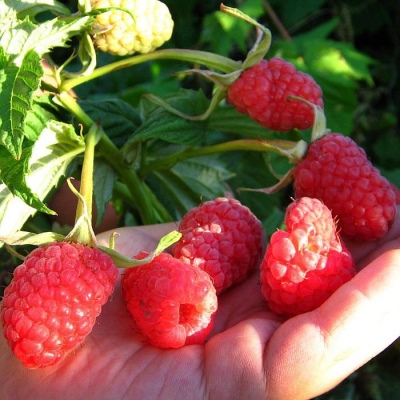 Raspberry Volnitsa