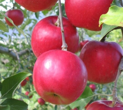 苹果树阿芙罗狄蒂