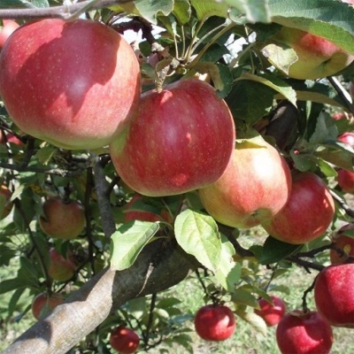 Apple tree Idared