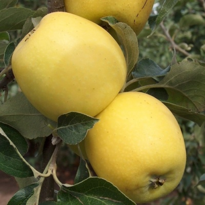 Apfelbaum Ainur