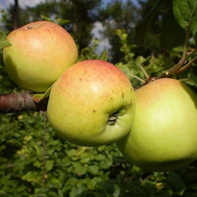 Apple tree Alyonushka