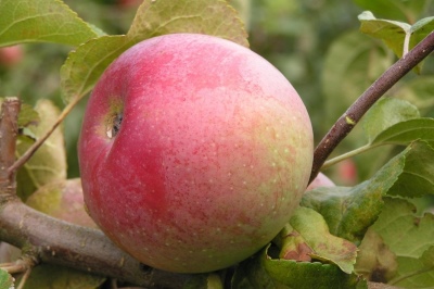 Apple tree Alesya