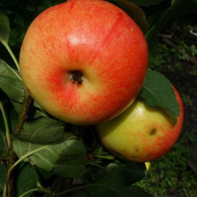 Apple tree Altynai