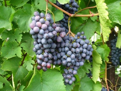 Amethyst grape