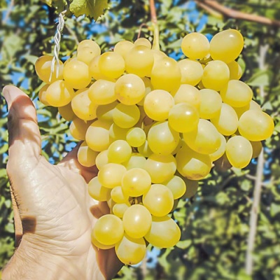 Amur white grapes
