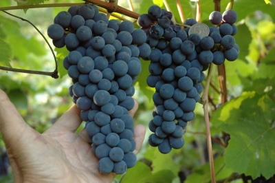 Amur breakthrough grapes