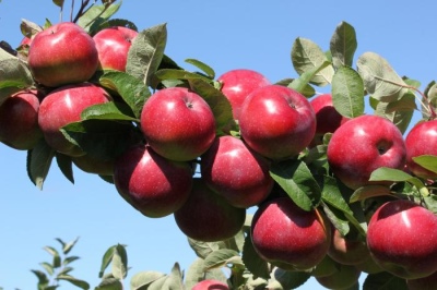Apple tree Anis Sverdlovsky
