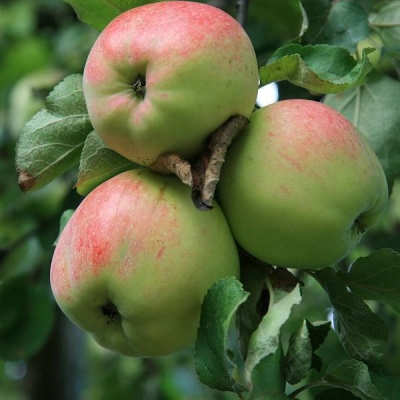 شجرة التفاح أنتونوفكا ديسرتنايا