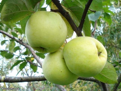 أنتونوفكا التفاح شجرة عادية