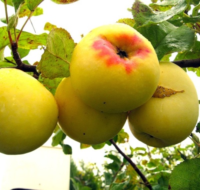 苹果树 Antonovka Golden