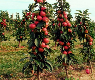 Søjleformet æbletræ Arbat