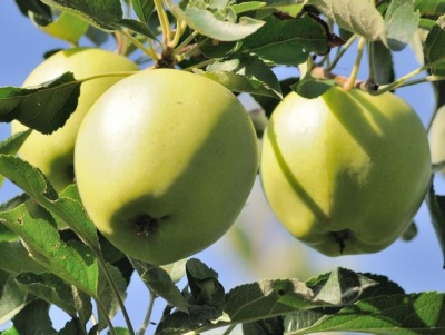 شجرة التفاح Arkad Biryukova